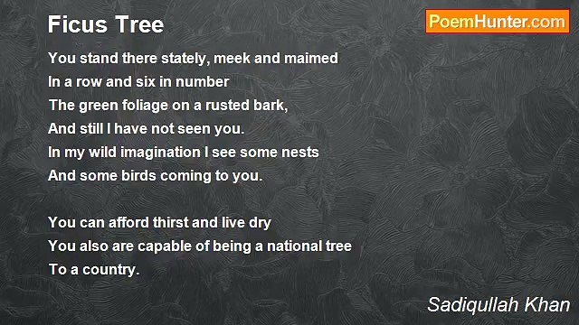 Sadiqullah Khan - Ficus Tree