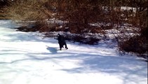 Black dog body slides in the snow