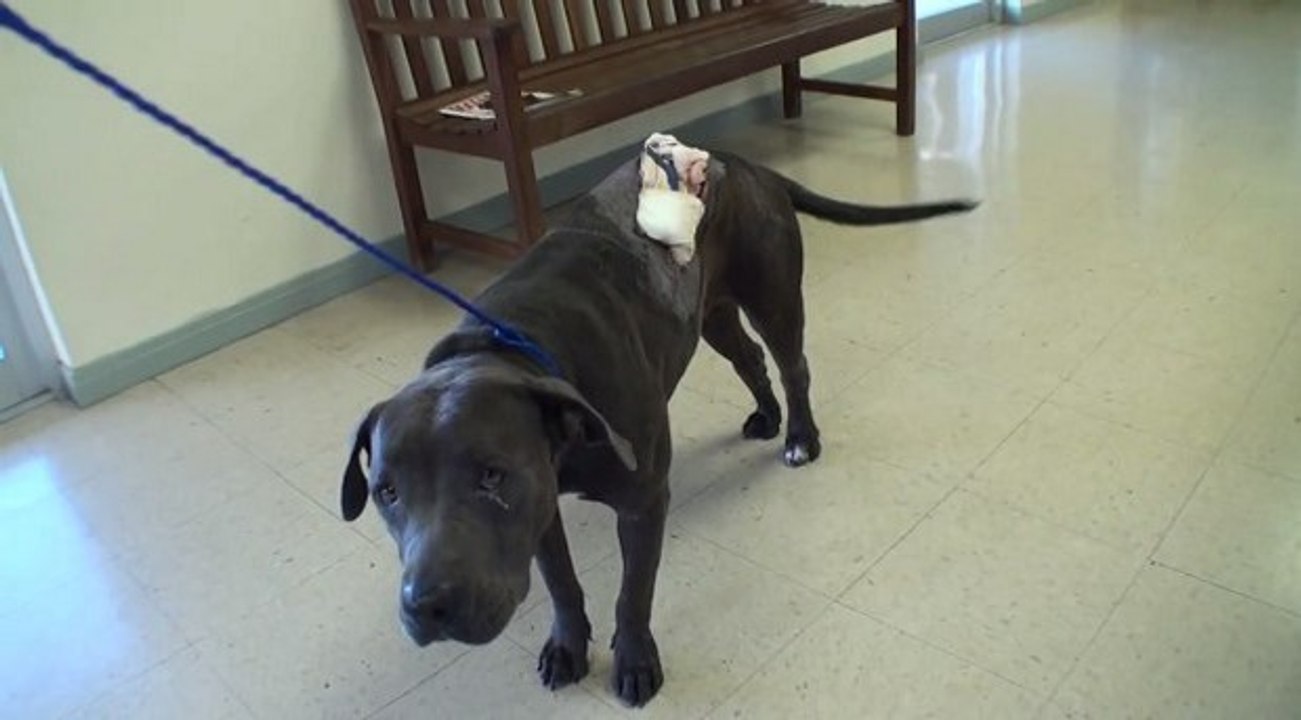 Daisy, le pitbull sauvé d'une mort certaine