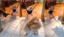 Bebeğe zıplamayı öğreten köpek