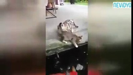 Sudan fırlayan balık kenarda bekleyen kediyi yuttu..