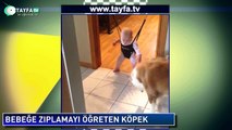 Bebeğe Zıplamayı Öğreten Köpek