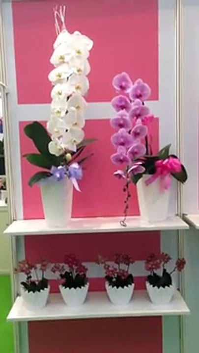 Çiçek Vitrini ile İstanbul çiçek siparişi çok kolay.!