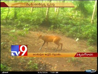Wild animals desert Papikondalu Forest