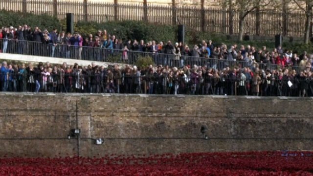 David Cameron plants a poppy at Tower of London