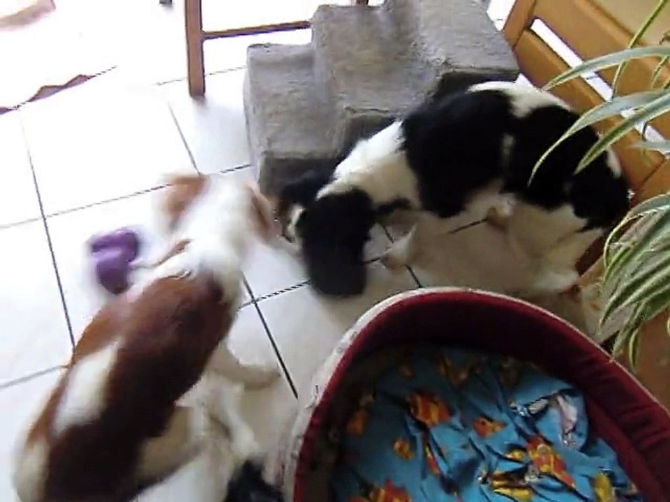 Les poilus et leurs jouets distributeurs de friandises