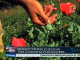 Sierra de Guerrero cuenta con grandes cultivos de amapola