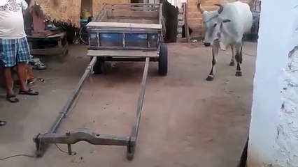 Öküzün Yaptığına İnanamayacaksınız!   Yok Böyle Bir Şey!!