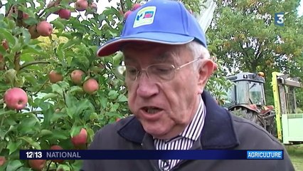 Pommes : zoom sur la récolte de la Pink Lady