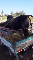 (6) Full time mahol cow funny