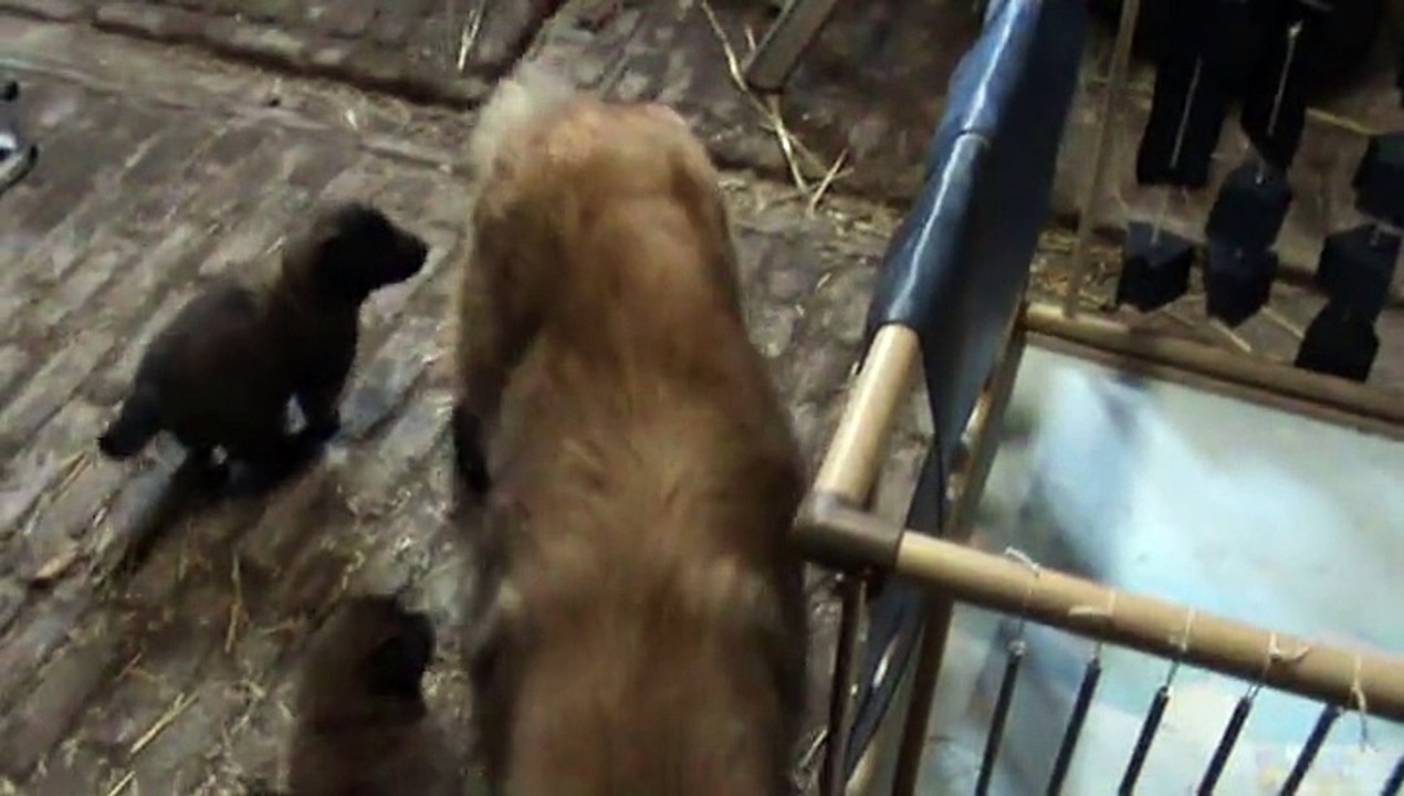 LA CKALIKSOU Elevage de B.B. Tervueren nichée 2014