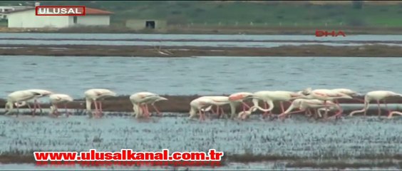 Flamingolar görenleri kendine hayran bıraktı
