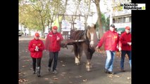 VIDEO. Un cheval de trait de 900 kg dans les rues de Tours
