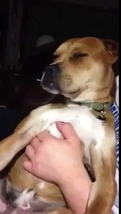 الكلب شاد الريتم مع راسو