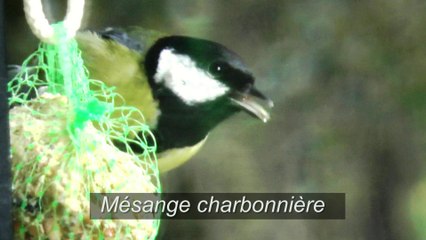 Le chant des oiseaux