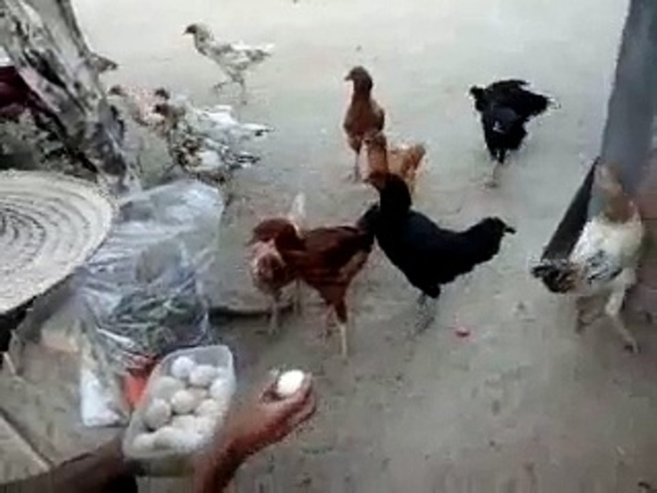 A fuga das galinhas