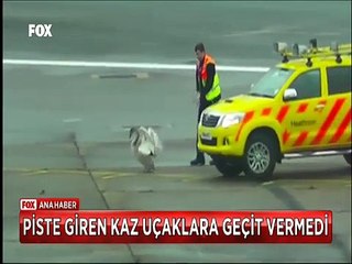 Havaalanında bütün uçaklar bu kazı bekledi inatçı kaz geçit vermedi
