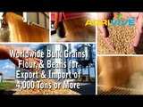 Shop Wholesale Bulk USA Soybeans, USA Soybeans Import, USA Soybeans, USA Bulk, USA Bulk Soybeans Seed Bulk, USA Soybeans