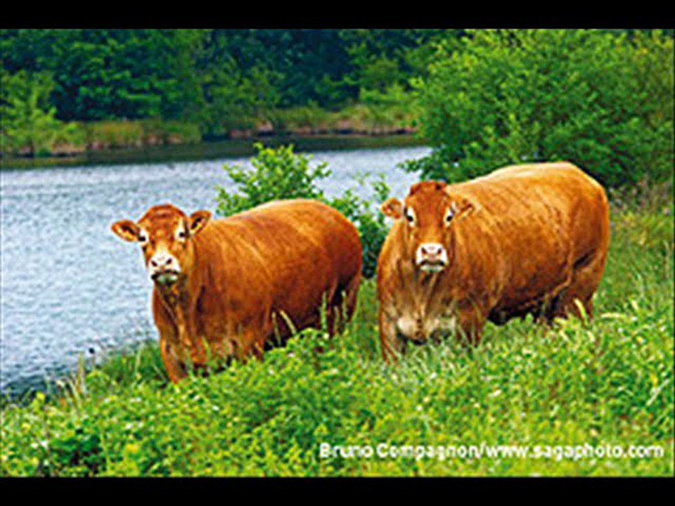 les vaches de nos régions
