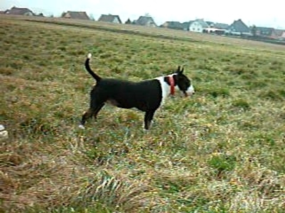 BULL TERRIER DES CHAMPS 2