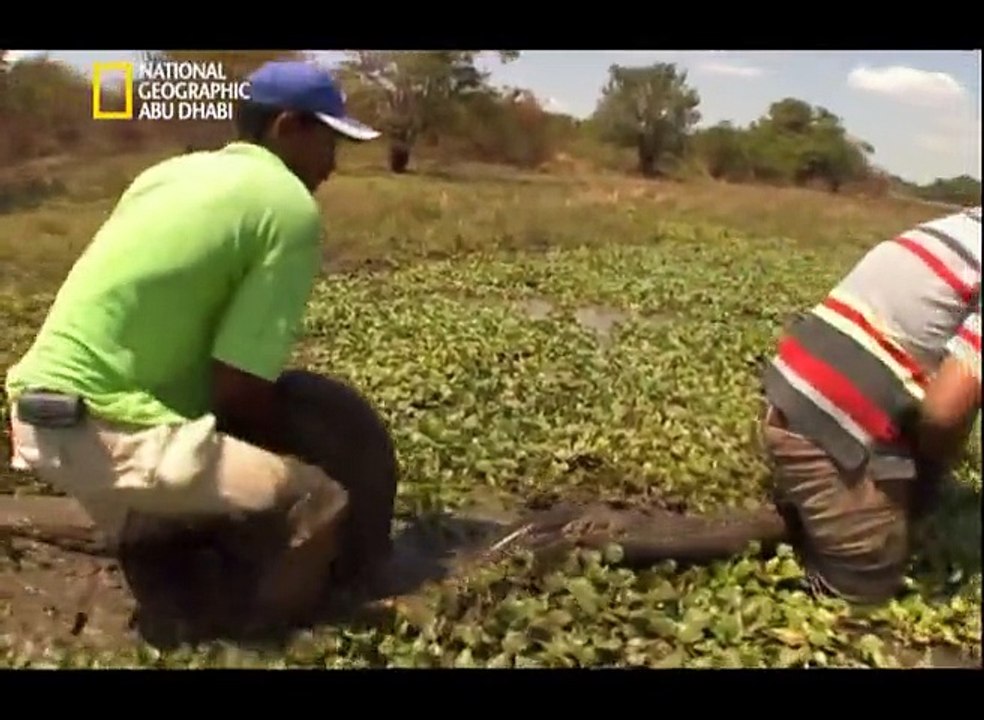 وثائقي ناشيونال جيوغرافيك: الأناكوندا ملكة الثعابين