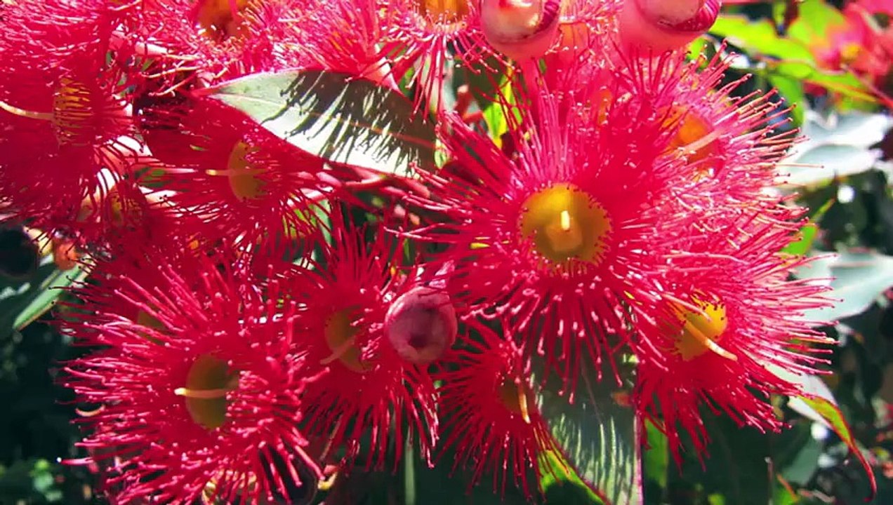 60. Polskie prawo jazdy w Australii i praca kierowcy