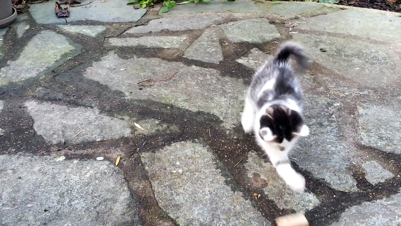 Chatons - Ernest vs The Cork