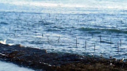 Seaweed Farming in Japan