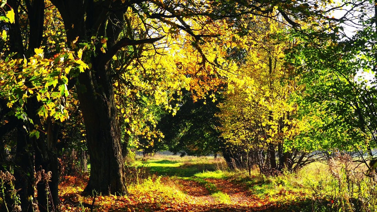 Frédéric Chopin - Prélude in A - Major Op. 28 No 7