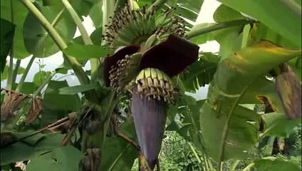 Arı Larvası Nasıl Yenilir