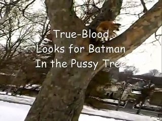 [+18 ~ Sexy Funny Girl]True-Blood Flies up a tree - الذباب الكلب