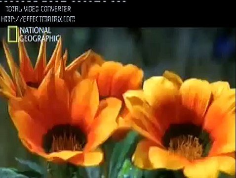 Arı Ve Arıcılık Hizmetleri'nin Videoları BAL ARILARININ MUHTEŞEM TASARIMLARI