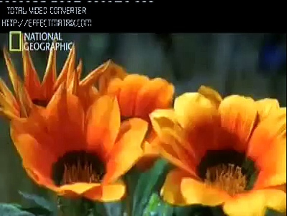 Arı Ve Arıcılık Hizmetleri'nin Videoları BAL ARILARININ MUHTEŞEM TASARIMLARI