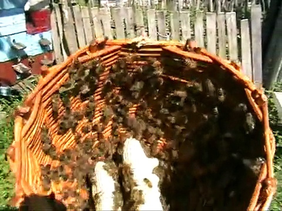 arının aşama aşama gelişim