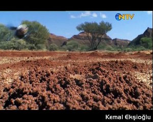 dahosan arıları, afrikada yaşayan çok büyükarılar