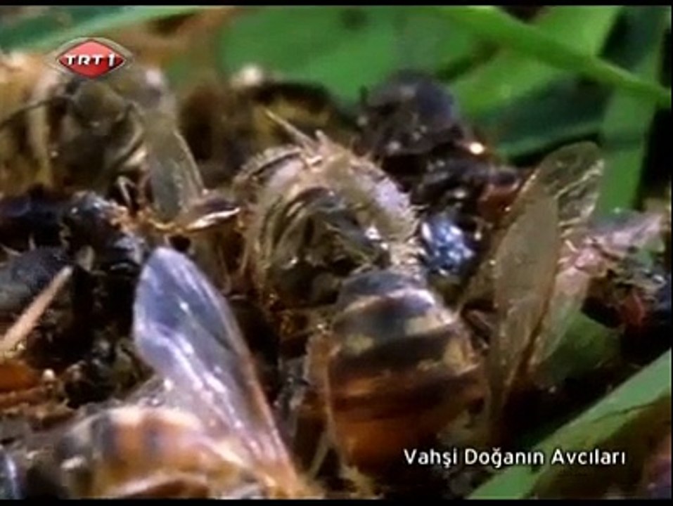 eşek arıların katlima ve japon arısının taktiği