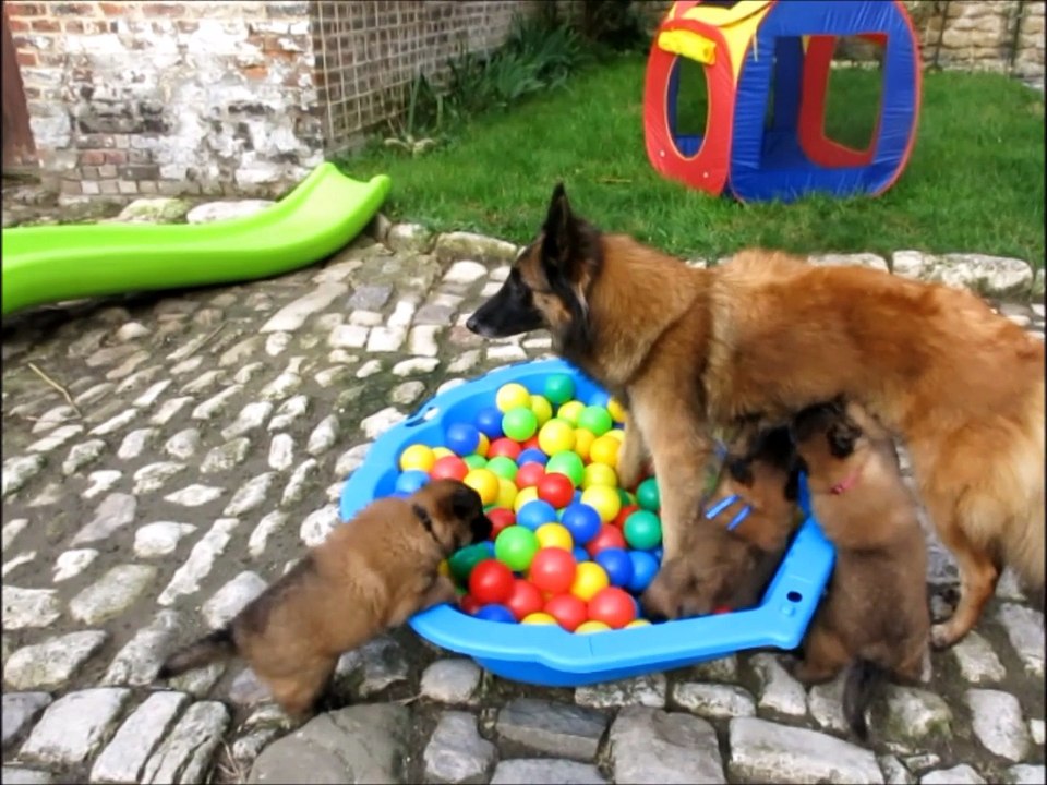 LA CKALIKSOU élevage de B.B.Tervueren, nichée 2014. 9 novembre, extérieur