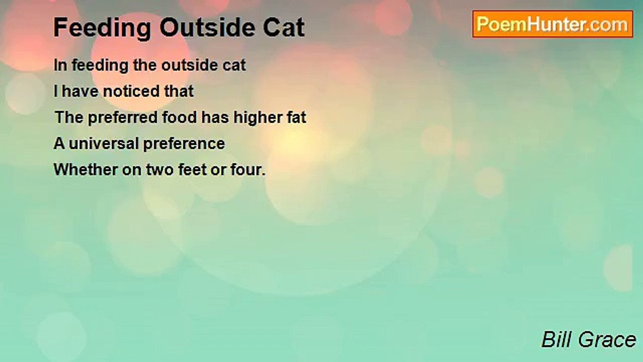 Bill Grace - Feeding Outside Cat