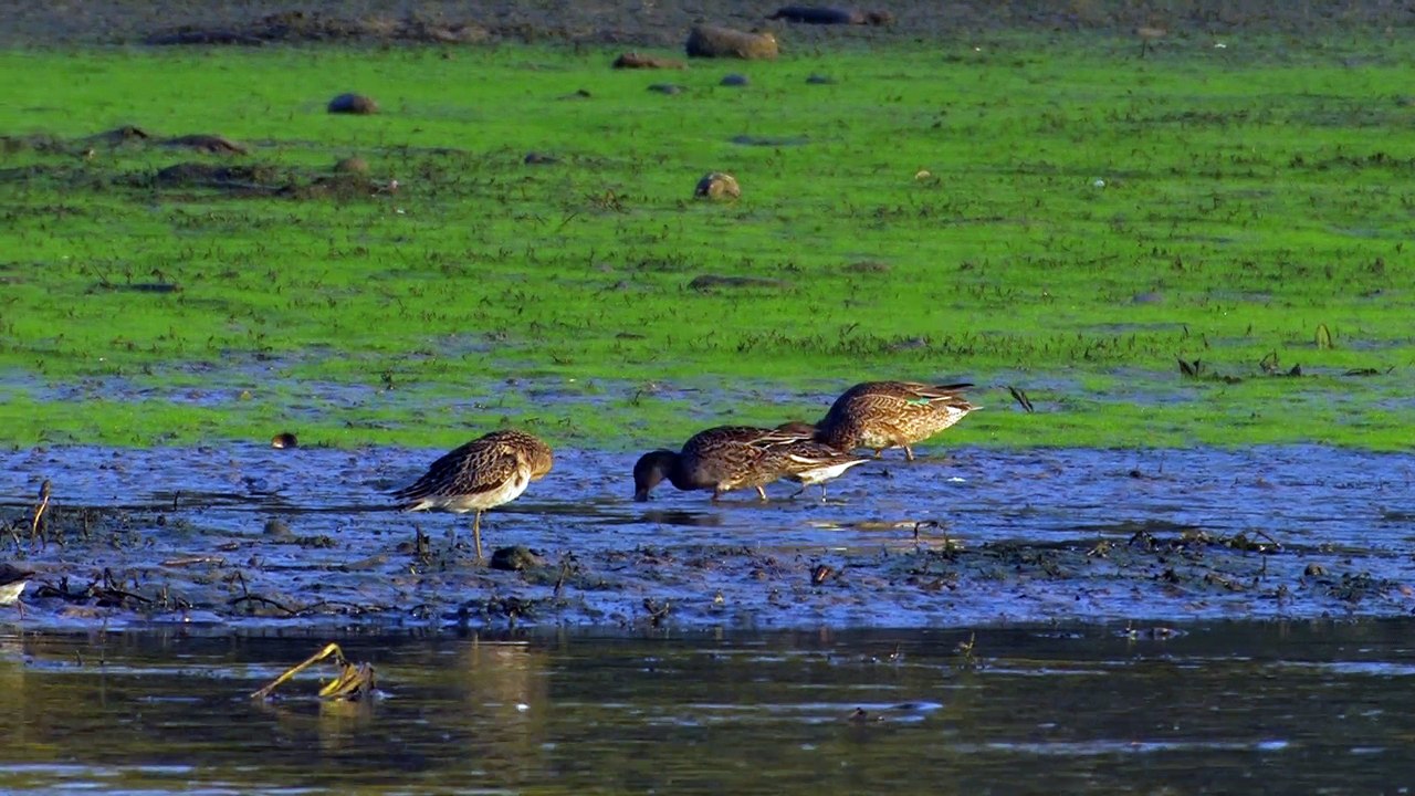 Vieux-Rhin Gambsheim Canard Chipeau.Visionner en HD 1080.