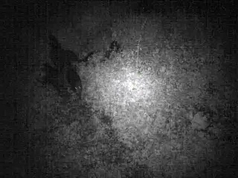 Novembre 2014 - Neuf sangliers de nuit aux Paquis