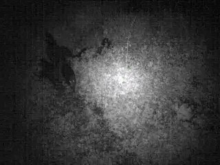 Novembre 2014 - Neuf sangliers de nuit aux Paquis