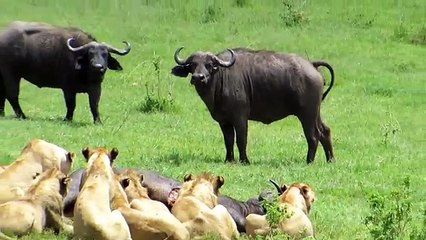 Dramatic-Lion-vs-Buffalo---YouTube