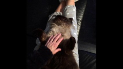 Igor dort profondément dur dur la vie de chat!!!