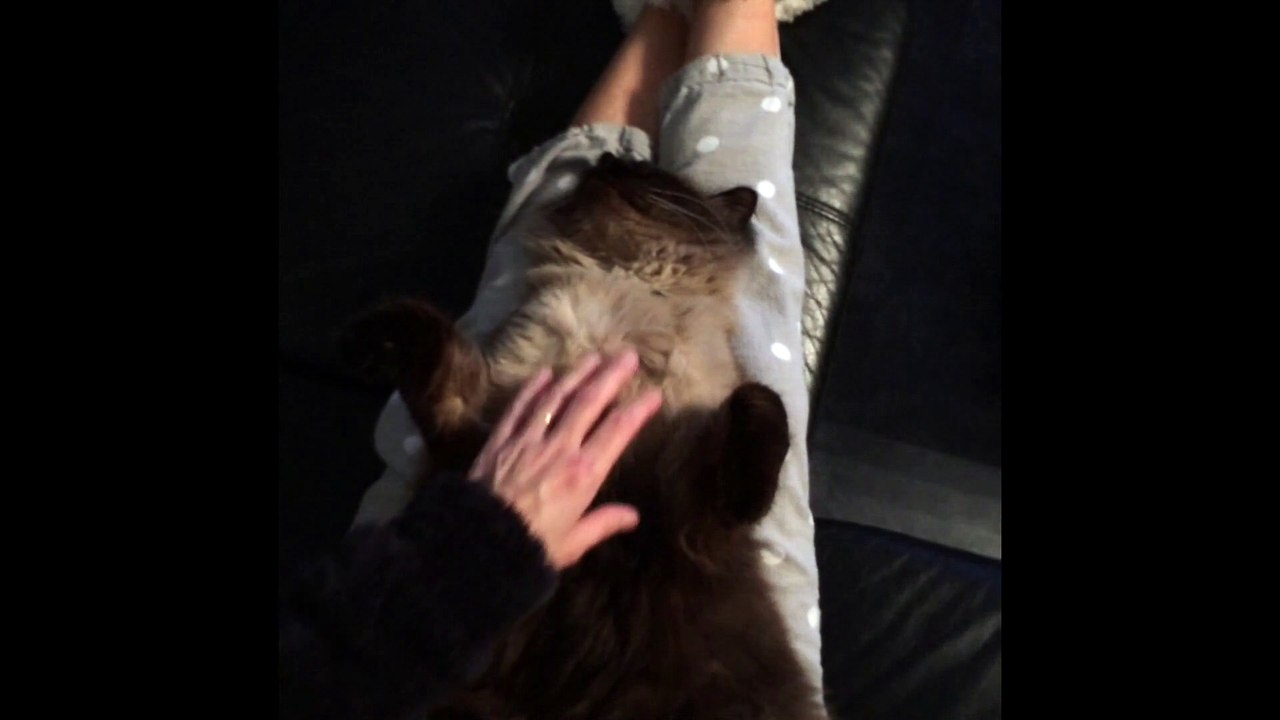 Igor dort profondément dur dur la vie de chat!!!