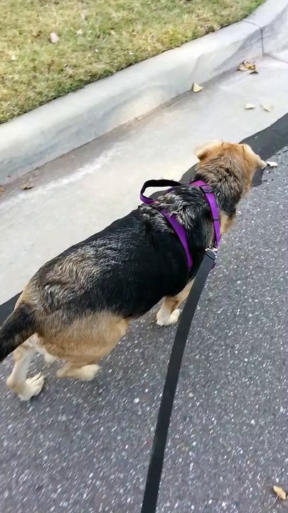 Dog walk