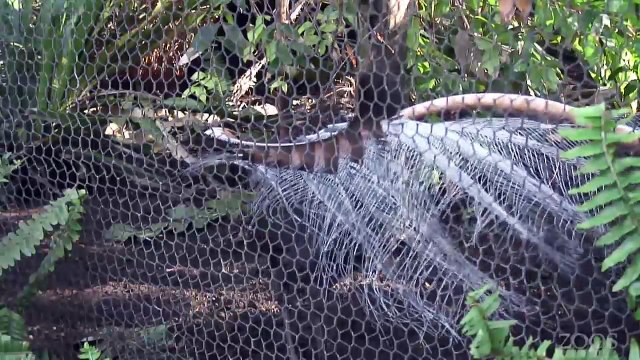 L'oiseau ménure superbe imite des bruits de chantier