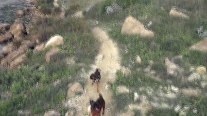 petit brabançon de la Villa Romaine