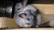 Chinchilla Sisters Cuddling, Eating, Kissing, Sleeping!