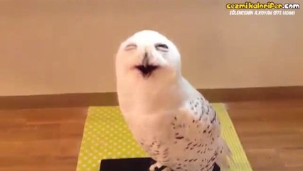 Dünyanın En Mutlu Baykuşu