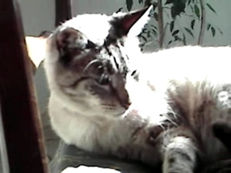 Chat qui bronze